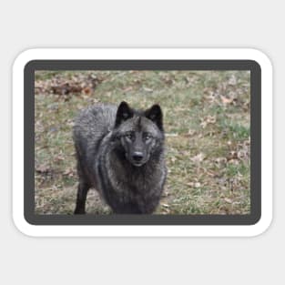 Black Wolf Sticker